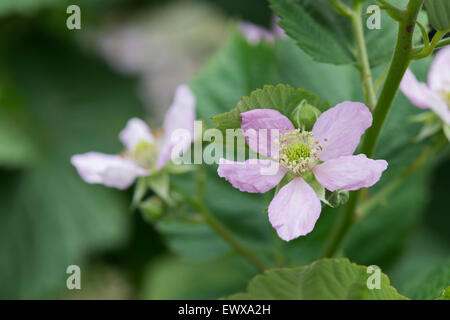 Rubus fruticosus. 'Blackberry sans épines Chester' fleurit en juin Banque D'Images