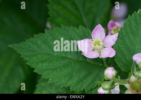 Rubus fruticosus. 'Blackberry sans épines Chester' fleurit en juin Banque D'Images