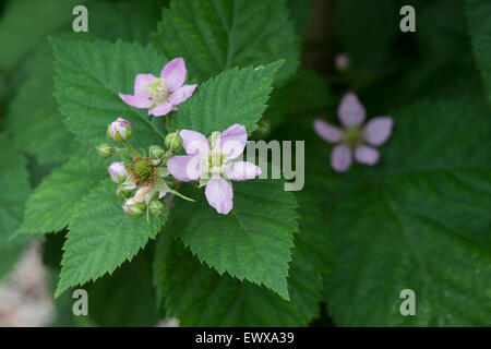 Rubus fruticosus. 'Blackberry sans épines Chester' fleurit en juin Banque D'Images