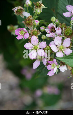 Rubus fruticosus. 'Chester' Blackberry, sans épines, fleurs et de mûrissement des fruits en juin Banque D'Images