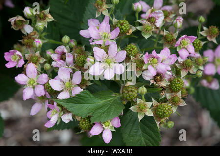 Rubus fruticosus. 'Chester' Blackberry, sans épines, fleurs et de mûrissement des fruits en juin Banque D'Images