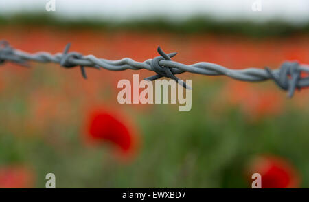 Barbelés close up avec un fond de coquelicots dans un champ dans le Somerset, près de Bristol, Angleterre, Royaume-Uni Banque D'Images