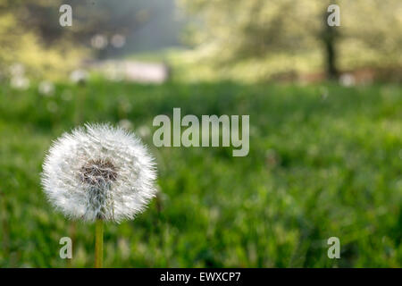 Taraxacum est une espèce de plantes à fleurs de la famille des Asteraceae Pissenlit Banque D'Images