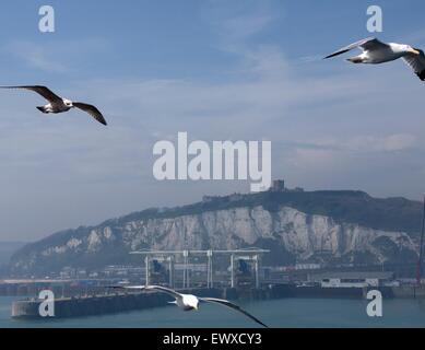 Vol de mouettes devant les falaises blanches de Douvres Banque D'Images
