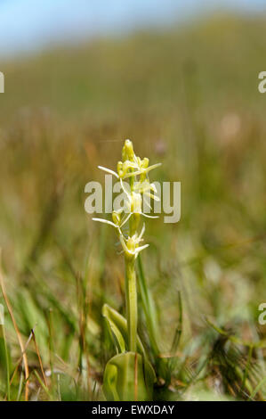 Fen Orchid liparis loeslii la réserve naturelle nationale de Kenfig, Porthcawl, dans le sud du Pays de Galles, Royaume-Uni. Banque D'Images