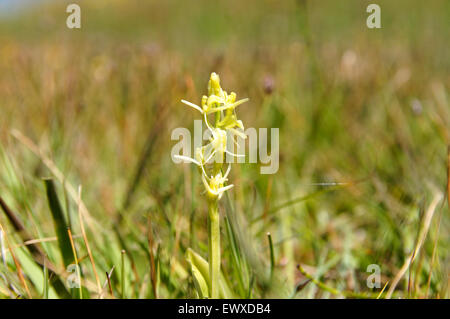 Fen Orchid liparis loeslii la réserve naturelle nationale de Kenfig, Porthcawl, dans le sud du Pays de Galles, Royaume-Uni. Banque D'Images