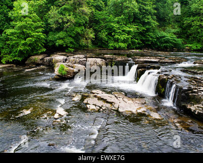 La Aysgarth Falls dans Wensleydale après le temps sec en été Yorkshire Angleterre Nord Yorkshire Dales Banque D'Images