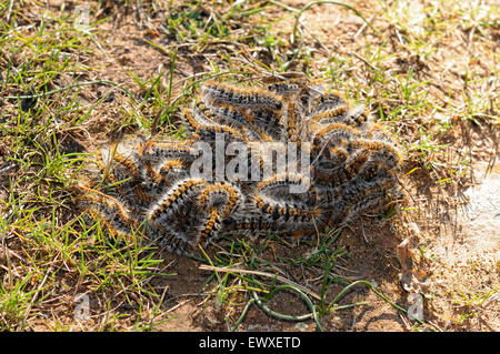 Essaim de pin, Thaumetopoea pityocampa. Chenilles creusant sous terre à un site de nymphose. L'Espagne. Banque D'Images