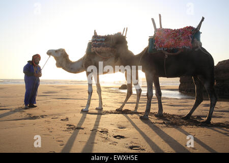 Un coucher de soleil à dos de chameau sur la plage à Essaouira, la ville côtière, au Maroc, Afrique du Nord Banque D'Images