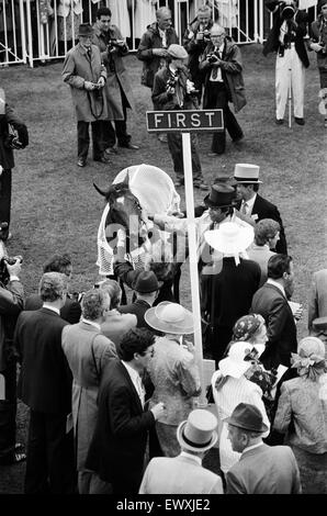 Vainqueur de la Gold Cup d'Ascot, quatre ans, hymne monté par Steve Cauthen, formateur Henry Cecil, appartenant à Lord Howard de Walden. 17 juin 1987. Banque D'Images