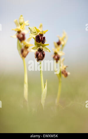 Orchidées araignée précoce,Ophrys sphegodes floraison sur les falaises de craie du Parc National des South Downs, Grande-Bretagne Banque D'Images