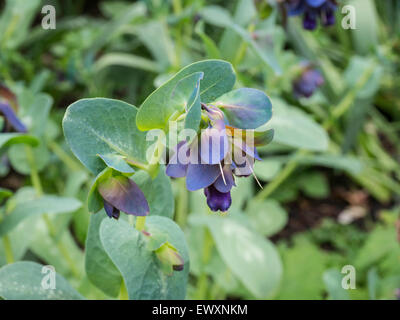 Cerinthe major var. purpurescens Banque D'Images