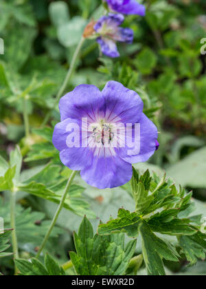 Geranium 'Rosanne' Fleur Banque D'Images