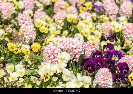 Jacinthe Fleurs jardin commun au printemps Banque D'Images