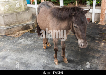Bunkyo-Ku,Kandamyojin, Tokyo, Japon Banque D'Images