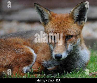 Un milieu urbain fox se détend sur une pelouse à Portchester, Hants. Banque D'Images