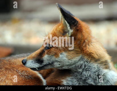 Un milieu urbain fox se détend sur une pelouse à Portchester, Hants. Banque D'Images