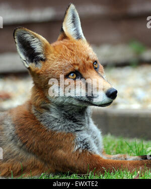 Un milieu urbain fox se détend sur une pelouse à Portchester, Hants. Banque D'Images