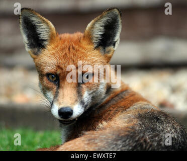 Un milieu urbain fox se détend sur une pelouse à Portchester, Hants. Banque D'Images