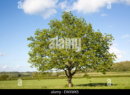 Feuilles vert seul arbre debout dans le champ vert avec ciel bleu, Wiltshire, England, UK Banque D'Images