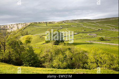 Champs et des murs secs, Malham, Yorkshire Dales national park, England, UK Banque D'Images