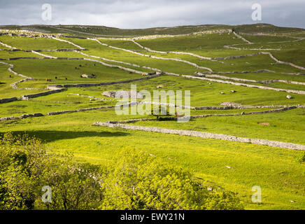 Champs et des murs secs, Malham, Yorkshire Dales national park, England, UK Banque D'Images