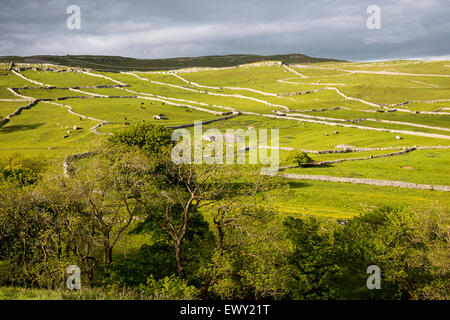 Champs et des murs secs, Malham, Yorkshire Dales national park, England, UK Banque D'Images