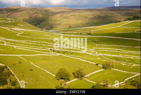 Champs et des murs secs, Malham, Yorkshire Dales national park, England, UK Banque D'Images