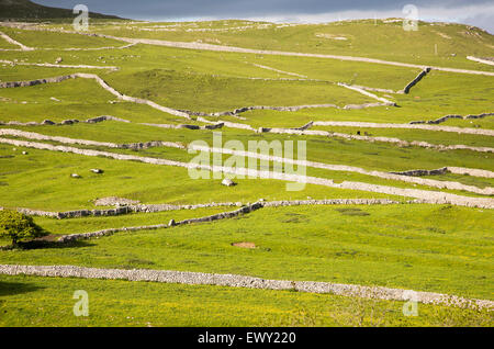 Champs et des murs secs, Malham, Yorkshire Dales national park, England, UK Banque D'Images