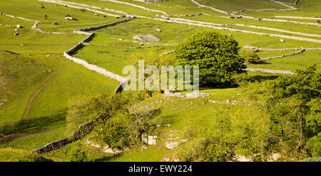 Champs et des murs secs, Malham, Yorkshire Dales national park, England, UK Banque D'Images