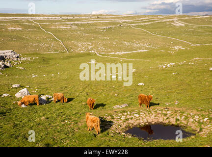 Highland cattle grazing paysage calcaire, Malham, Yorkshire Dales national park, England, UK Banque D'Images