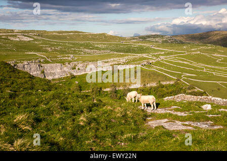 Des moutons paissant paysage calcaire, Malham, Yorkshire Dales national park, England, UK Banque D'Images