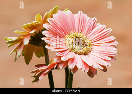 Gerbera fleur sur fond rose peachy Banque D'Images