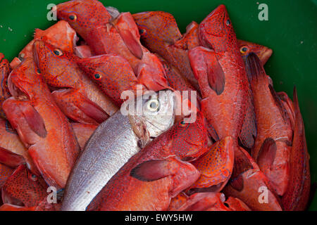 Poisson frais de poisson garoupa rouge / le mérou dans le port du village de pêcheurs Palmeira sur l'île de Sal, Cap-Vert Banque D'Images