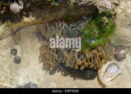 Un groupe d'anémones du Snakelock rock chalk dans une piscine à l'écart l'espoir près de Seaford, East Sussex Banque D'Images