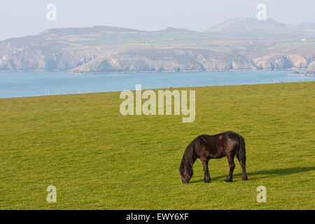 Cheval/ poney le pâturage dans le champ près de la baie/AberMawr Beach sur la côte de Pembrokeshire, Pays de Galles du sud-ouest du chemin. Mars. Le sentier du littoral est un Banque D'Images