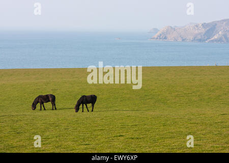 Deux chevaux/ poneys le pâturage dans le champ près de la baie/AberMawr Beach sur la côte de Pembrokeshire, Pays de Galles du sud-ouest du chemin. Mars. Les zones côtières pa Banque D'Images