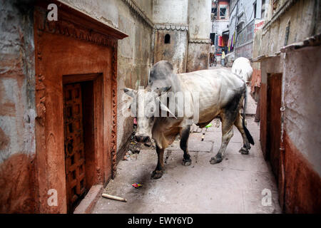 Vache taureau brahmane erre dans les ruelles labyrinthiques de la confusion mais l'atmosphère des ruelles de Varanasi's 'vieille ville' ,l'Inde,Indian,,étroites voies,lane Banque D'Images