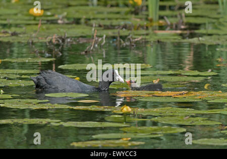 Des profils avec Coot-Fulica Amomgst stachybotrysatra se nourrit de l'eau jaune Poussin Lillies-Nuphar lutisane. Uk Banque D'Images