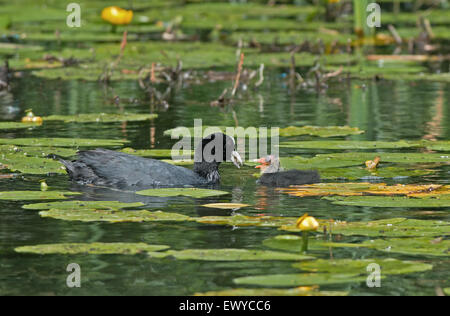 Des profils avec Coot-Fulica Amomgst stachybotrysatra se nourrit de l'eau jaune Poussin Lillies-Nuphar lutisane. Uk Banque D'Images