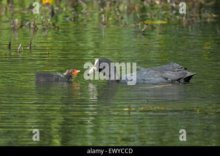 Des profils avec Coot-Fulica Amomgst stachybotrysatra se nourrit de l'eau jaune Poussin Lillies-Nuphar lutisane. Uk Banque D'Images