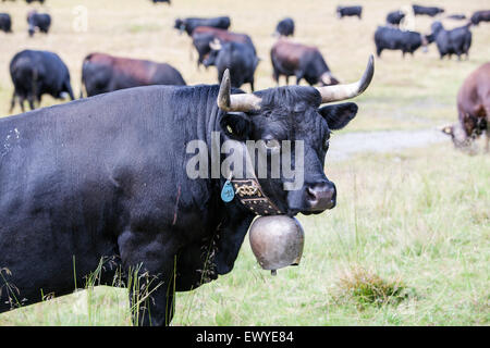 Herren combats race vaches qui paissent à hauts pâturages à Siviez, 1 730 mètres. Combats de reines est un événement populaire, traditionnelle suisse Banque D'Images