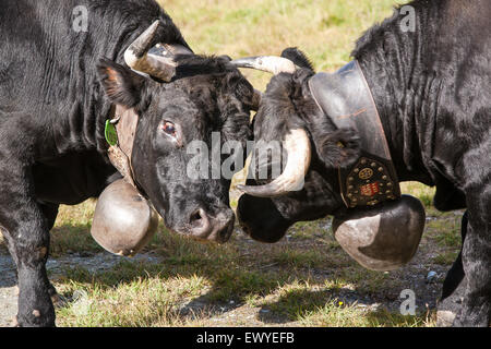 Herren combats race vaches combattent dans les batailles de domination alors que le pâturage à hauts pâturages à Siviez, 1 730 mètres. Banque D'Images