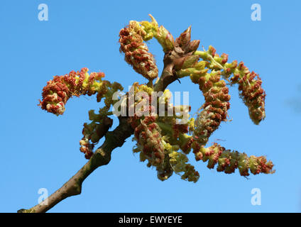 Collier chinois Peuplier Populus lasiocarpa, chatons, Salicaceae. Le sud et le centre du pays. Originaire des forêts humides de la Chine. Banque D'Images