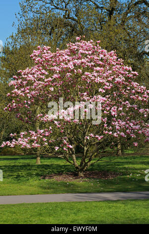 Magnolia 'Star Wars', Magnoliaceae. Banque D'Images