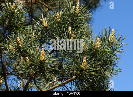 Scot mongol's Pine, Pinus sylvestris var. mongolica, Pinaceae. La Mongolie, la Sibérie, la Mandchourie, la Chine. Banque D'Images