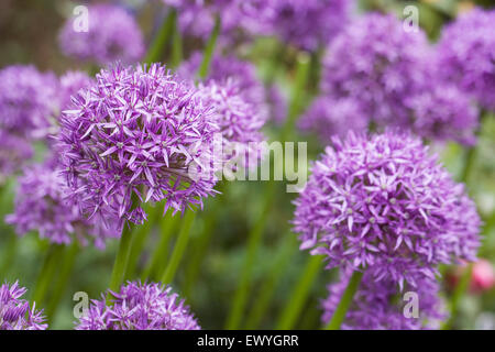 Allium 'Globemaster' dans la fleur frontière. Banque D'Images