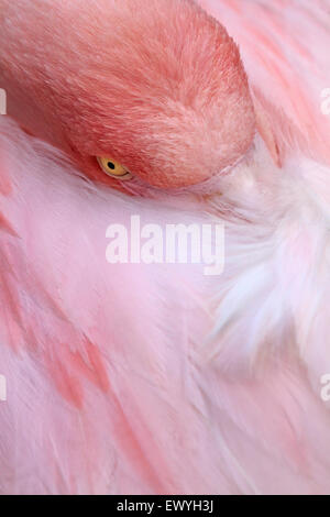 Close-up d'un flamand rose Banque D'Images