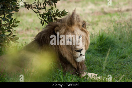 Lion couché sous un arbre, Afrique du Sud Banque D'Images