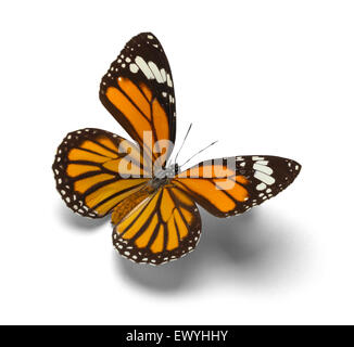 Papillon monarque orange avec ailes ouvertes isolé sur fond blanc. Banque D'Images